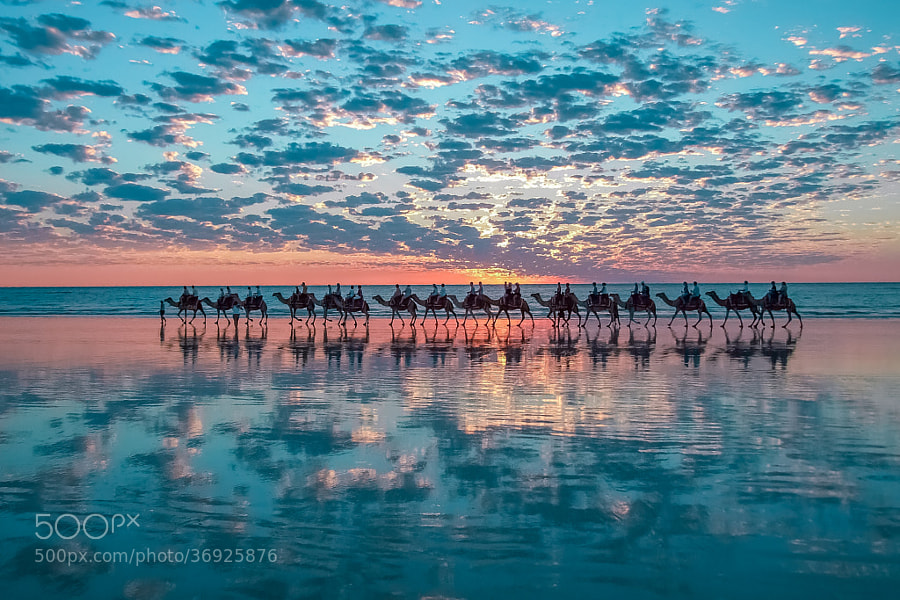 Photograph Camels in Broome, Australia by Shahar Keren on 500px