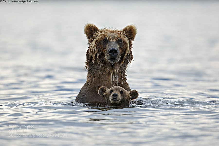 Photograph Grizzly in deep water by Marco Mattiussi on 500px