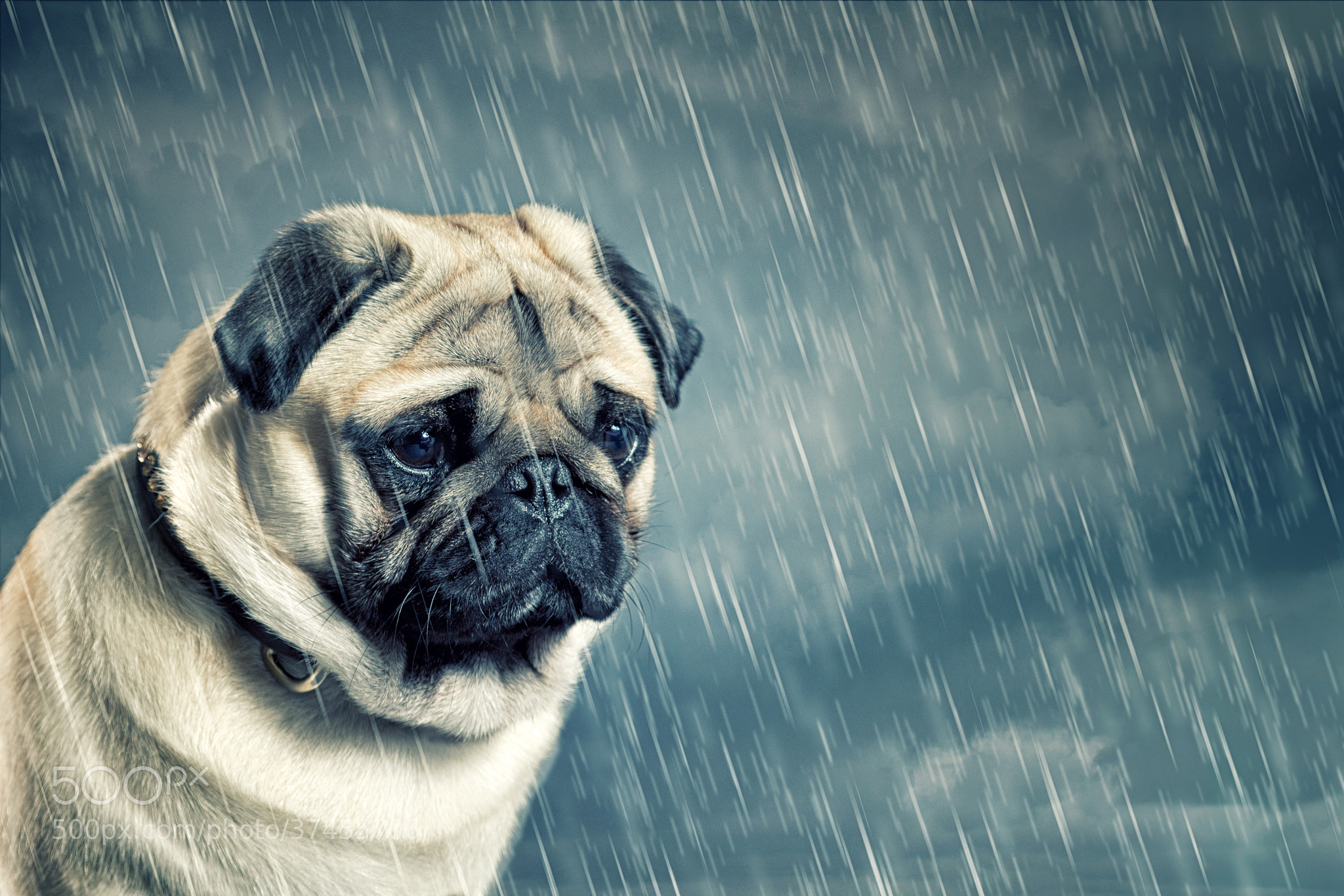 Image result for sad animal in the rain