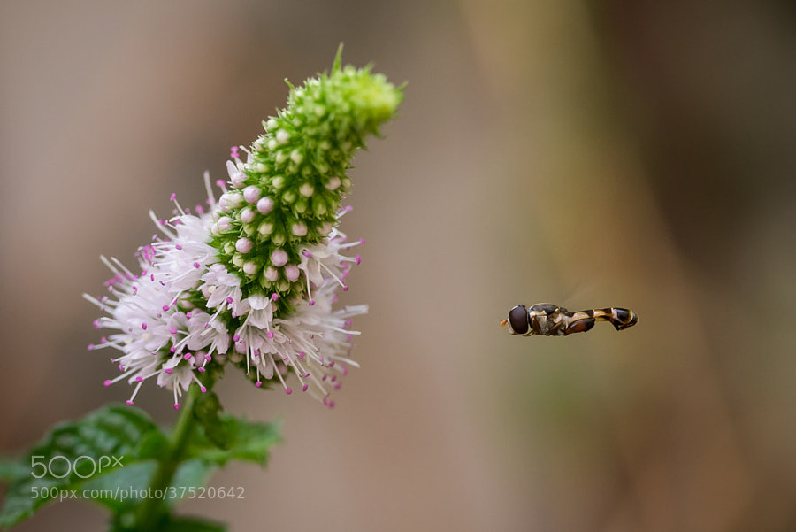 Photograph </p>
<p>Nano DOF Fight by Amine Fassi on 500px