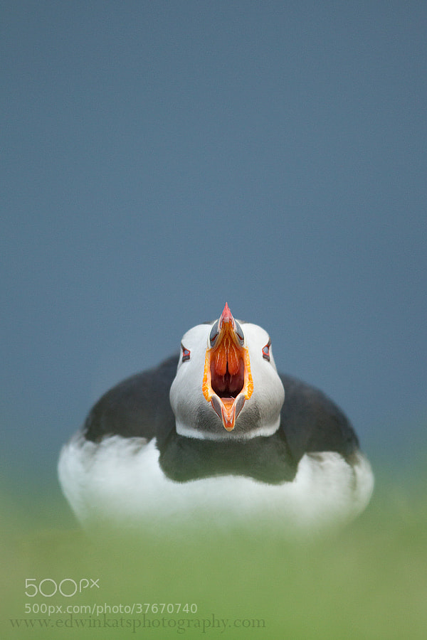 Photograph Puffin With An Attitude by Edwin Kats on 500px