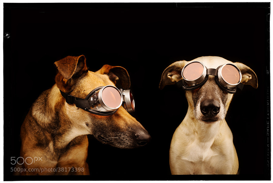 Photograph Codo and Gaga by Elke Vogelsang on 500px