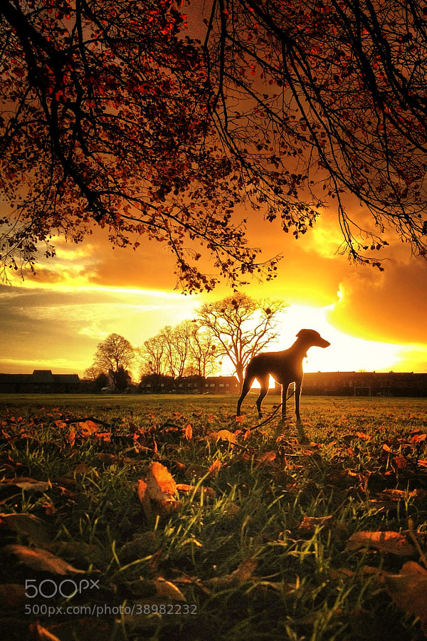 Photograph Fall dog by Duncan Powell on 500px