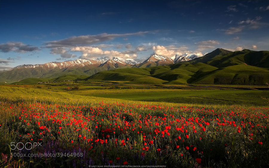 Photograph Spring Flowers by Lazy Vlad on 500px