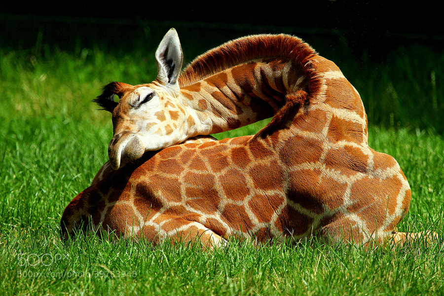 Photograph Resting male baby giraffe by Rainer Leiss on 500px