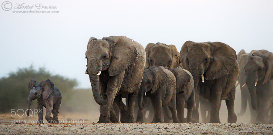 baby elephant - Photograph Leader of the Pack by Morkel Erasmus on 500px