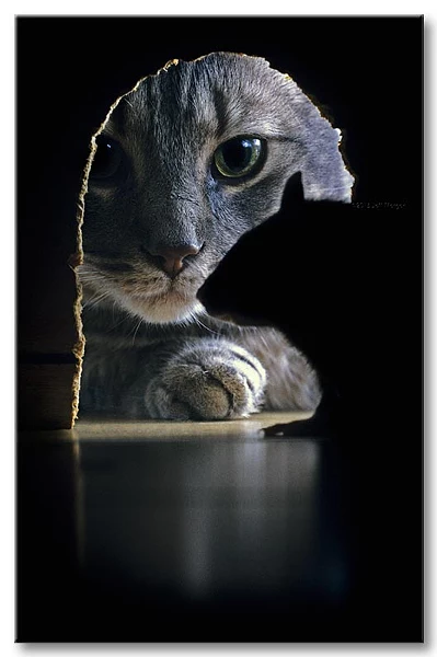 Cat & Rat by Jeff Morgan on 500px.com