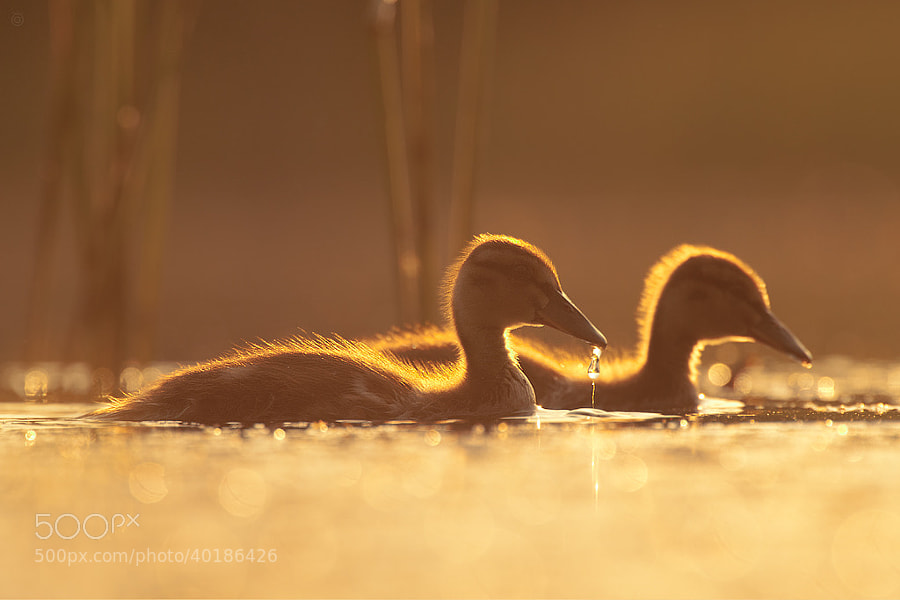 Photograph Golden Ducks by Wojciech Grzanka on 500px