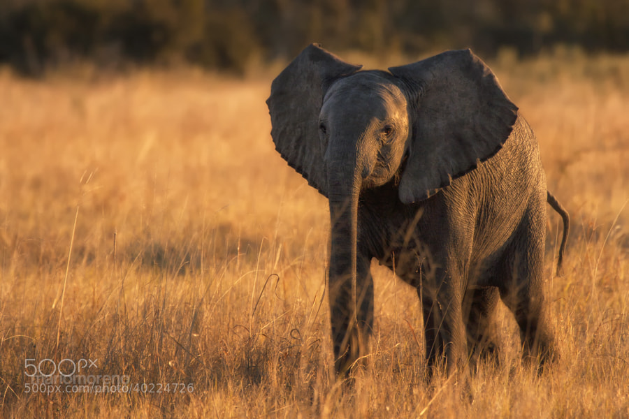 baby elephant - Photograph Little BIG Boy by Mario Moreno on 500px