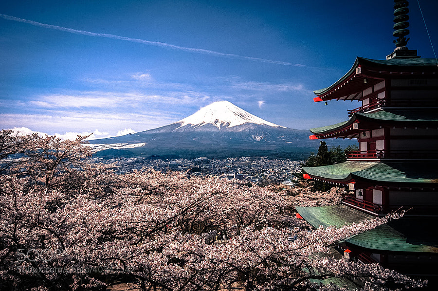 Photograph Mount Fuji Sakura by Andreas Jensen on 500px