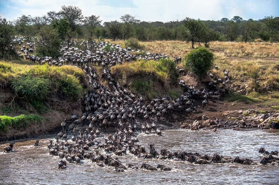 Photograph Crossing the Mara River; published by NatGeo by John Harrison on 500px