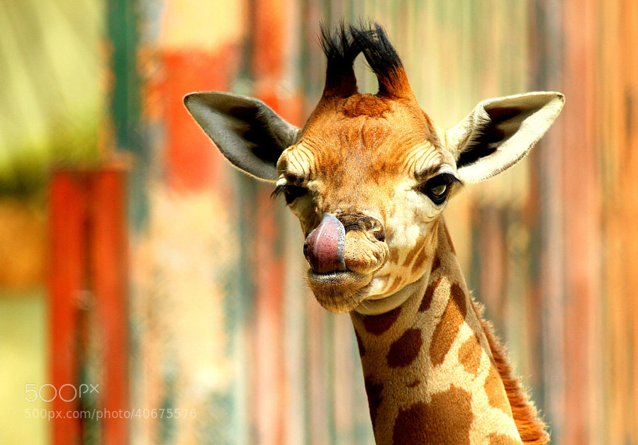 Photograph 2 weeks old baby giraffe by Rainer Leiss on 500px