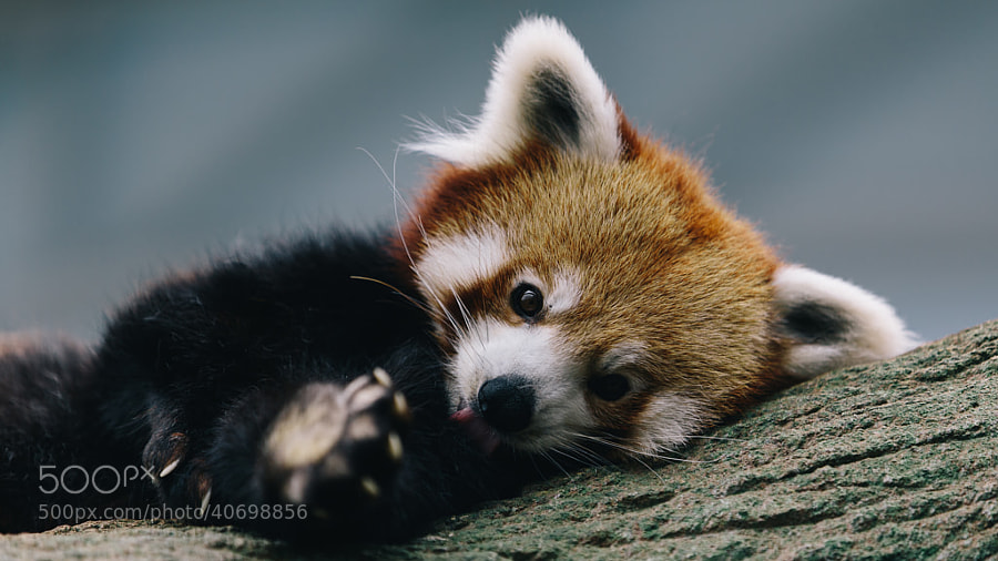 cute red pandas - Photograph red panda by Leon Wei on 500px