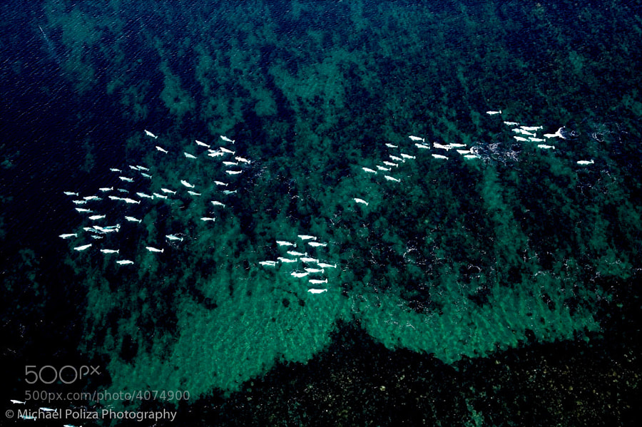 Photograph Beluga Whales by Michael Poliza on 500px