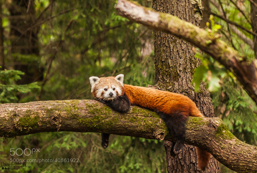 Photograph Red panda (Ailurus fulgens) by Dani Turnšek on 500px