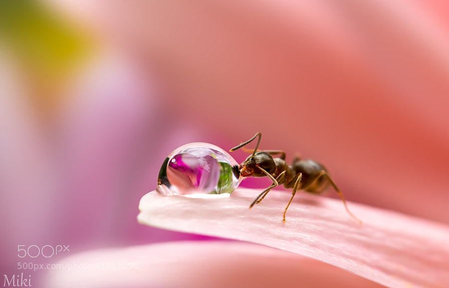 Photograph The drinker by Miki Asai on 500px