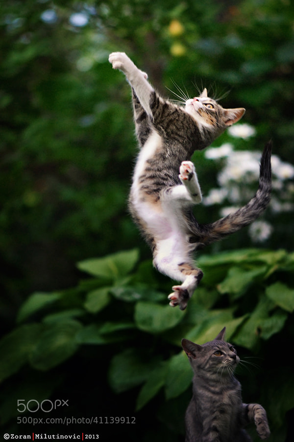 cat photography -Photograph Supercat by Zoran Milutinovic on 500px