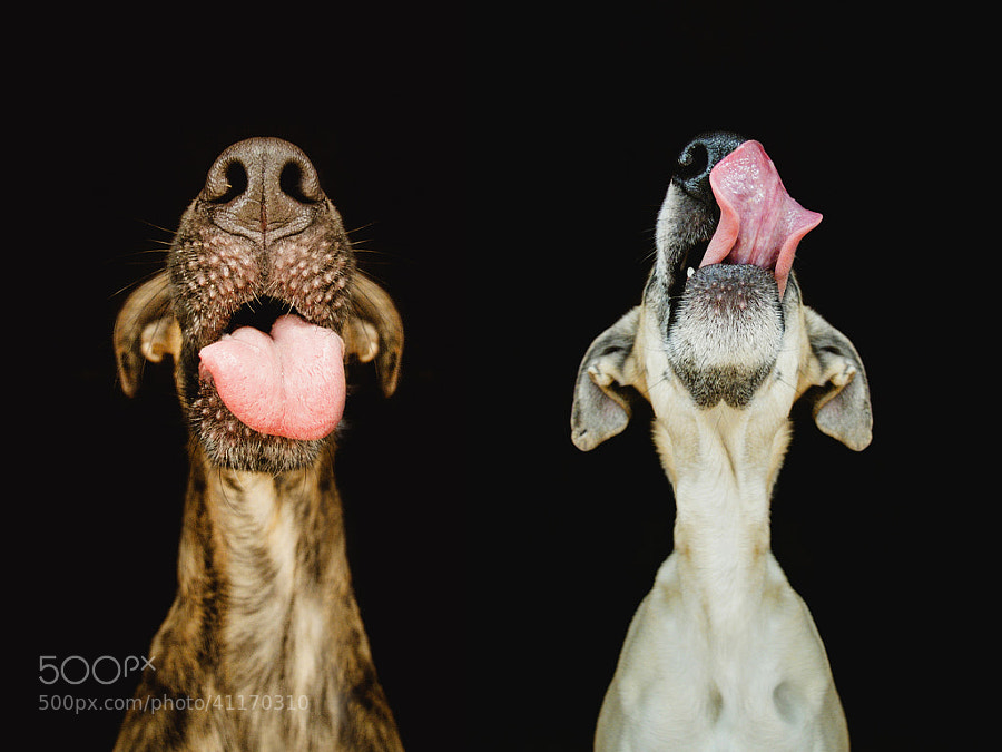 Dog photography - Photograph Yummy by Elke Vogelsang on 500px