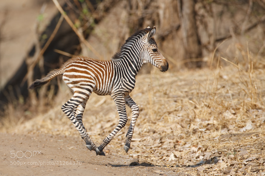 Photograph Running Baby by Per-Gunnar Ostby on 500px