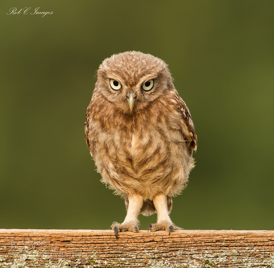 Photograph Little Owl Owlet by Rob Cross on 500px