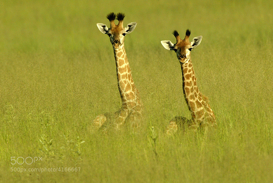 Photograph Baby Giraffes by Michael Poliza on 500px