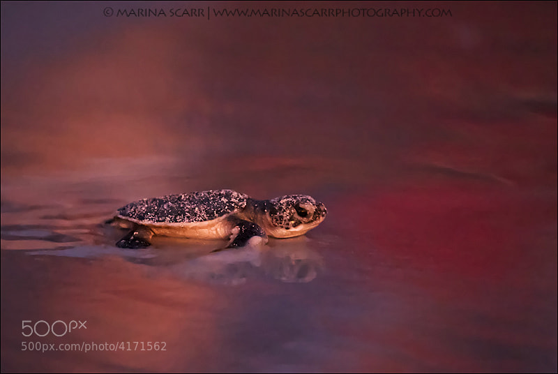 Photograph Sunset Green Sea Turtle by Marina Scarr on 500px