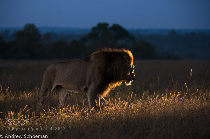 Photograph Morning Lion by Andrew Schoeman on 500px