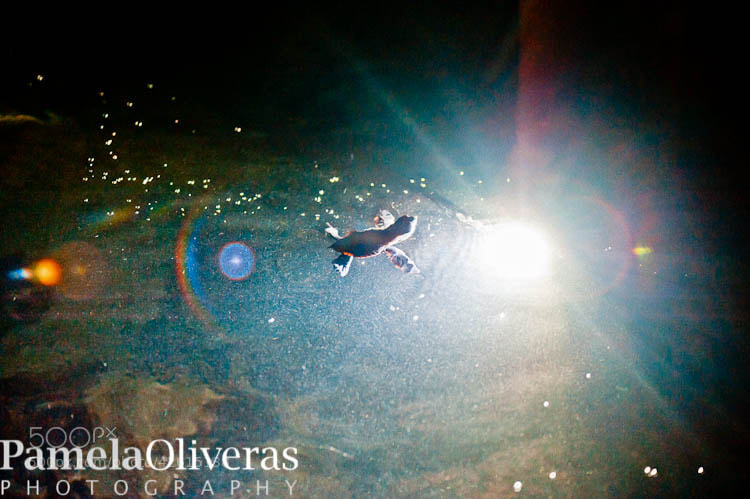 Baby turtle - Photograph Into the light - swim baby swim! by Pamela Oliveras on 500px