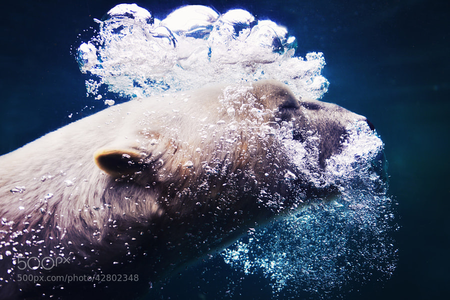 Photograph Underwater Polar bear by Jessica Manheim on 500px