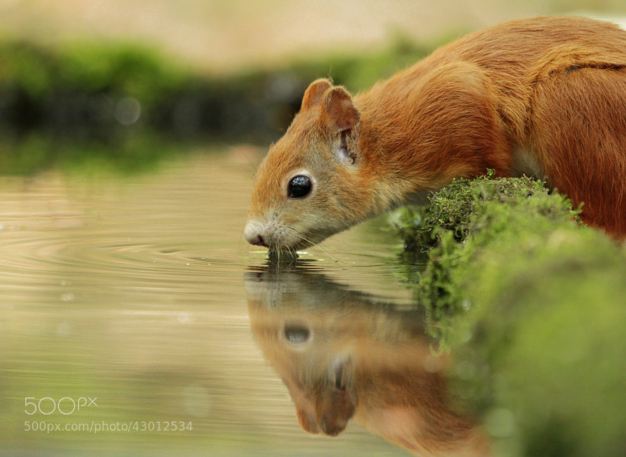 Photograph Thirsty Squirrel by Julian Rad on 500px