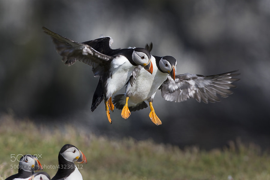 Photograph Mid Air Collision by Ian Schofield on 500px