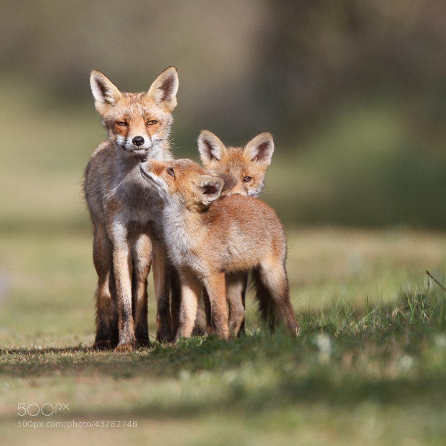 Photograph Happy Family 2 by Pim Leijen on 500px