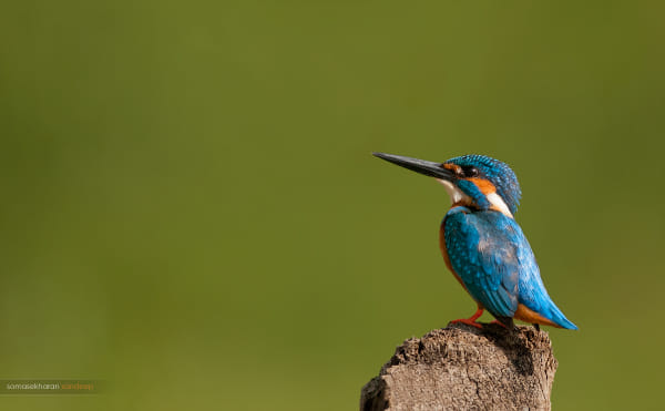 The handsome blue! by Sandeep somasekharan on 500px.com