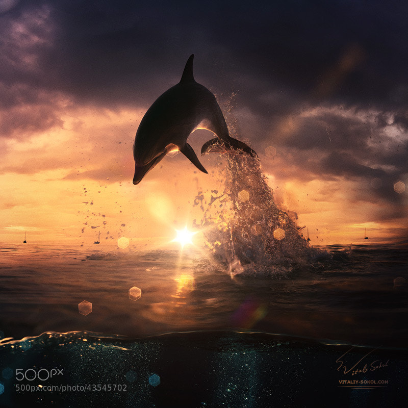 Photograph beautiful dolphin jumping from shining water by Vitaliy Sokol on 500px
