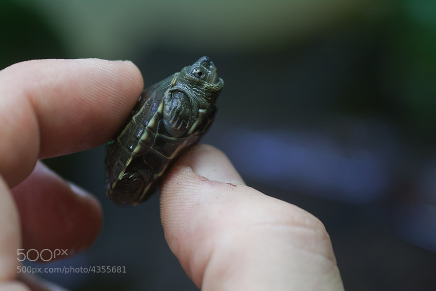 Baby turtle - Photograph do not want. by Annika Sophie on 500px