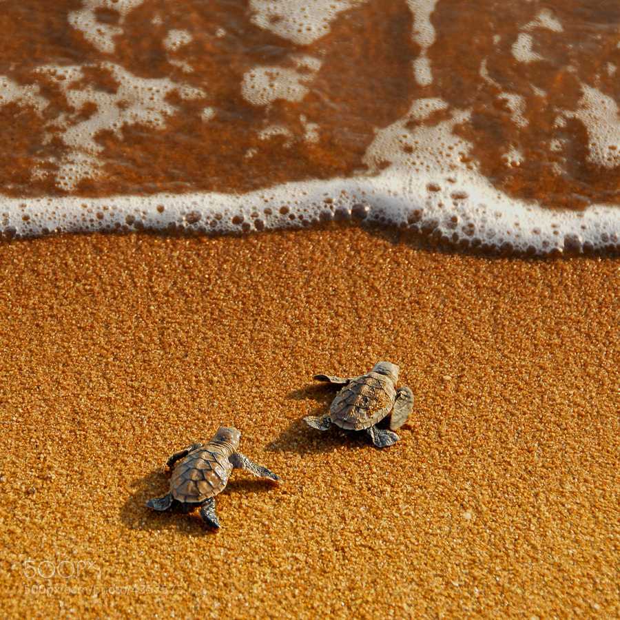 Baby Turtles - Photograph who will win? by Yaman Ibrahim on 500px