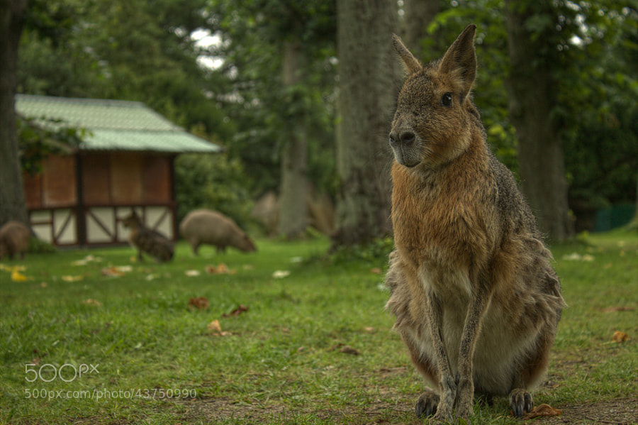 Photograph Patagonian mara by Ste Wie on 500px