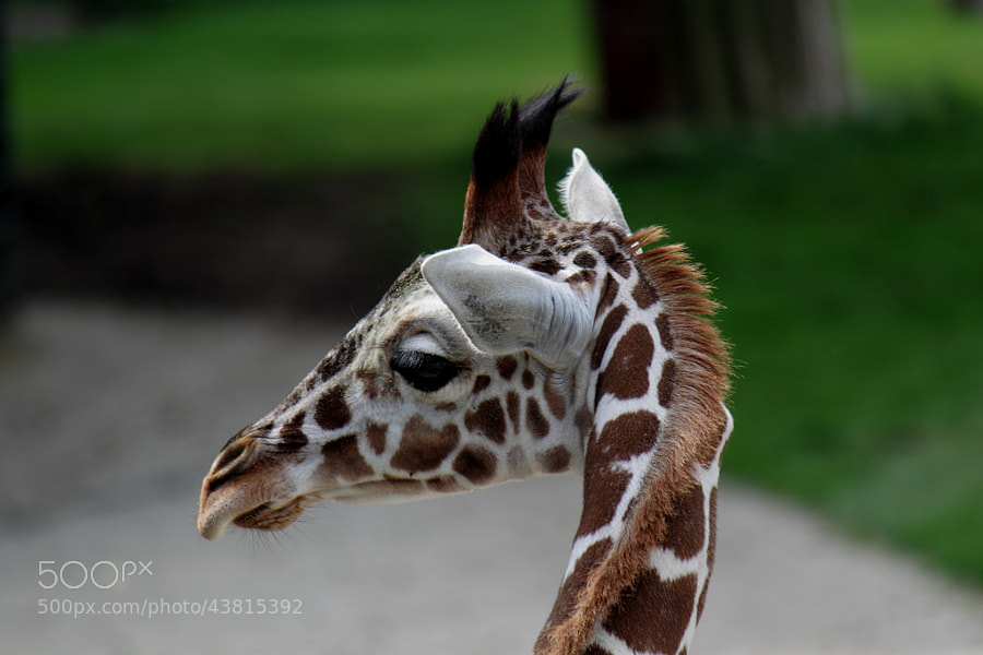Photograph Giraffe Calf by Nicole Skirka on 500px