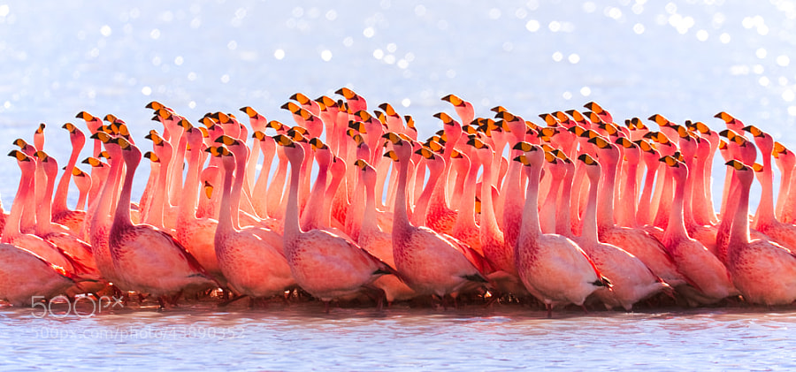 Photograph Bolivian Flamingos by Pedro Szekely on 500px