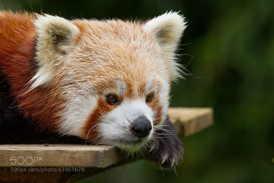 Photograph Red panda by Sébastien Davoust on 500px