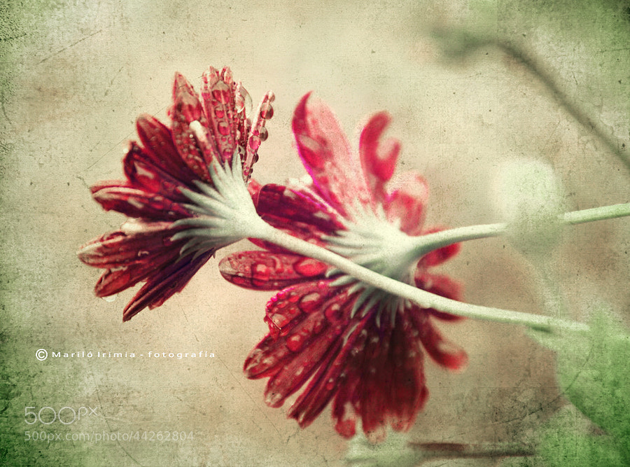Photograph vintage daisies by Maril   Irimia on 500px
