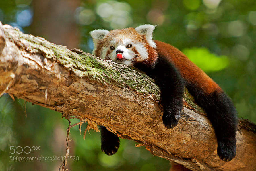 cute red pandas -Photograph Ailurus fulgens by Miha Mozer on 500px