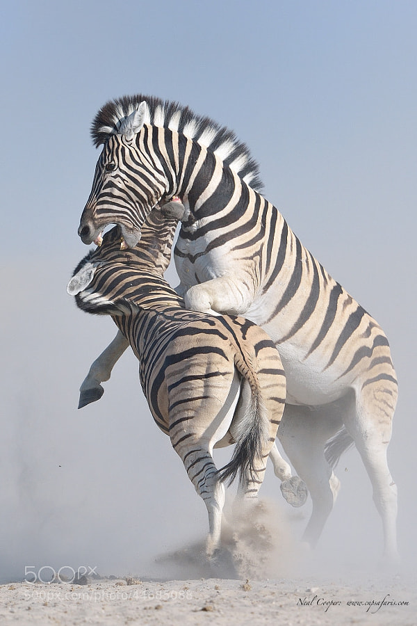 Photograph Zebra battle by Neal Cooper on 500px