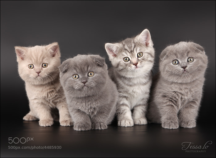Four Little Kittens by Ludmila Pankova