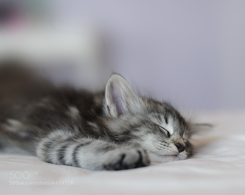 Sweet Kitten by Dominique Legros