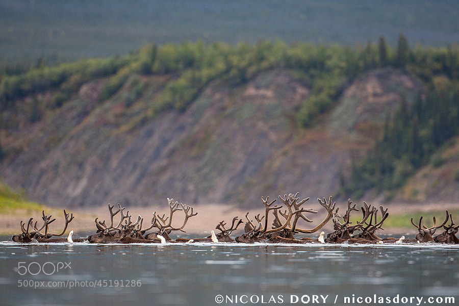 Photograph Porcupine Caribou by Nicolas Dory on 500px
