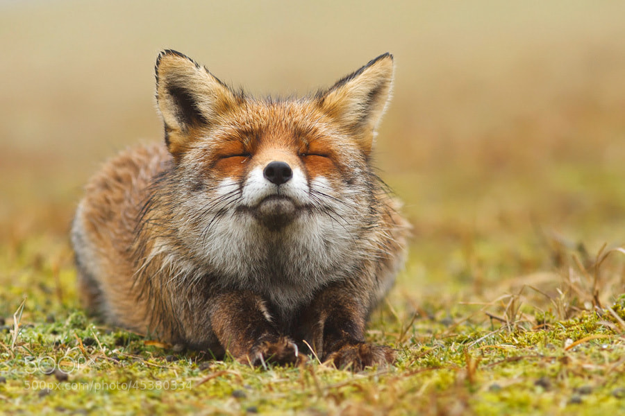 Photograph Happy Fox by Roeselien Raimond on 500px