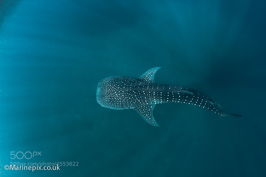 Photograph Whaleshark below by Robert White on 500px