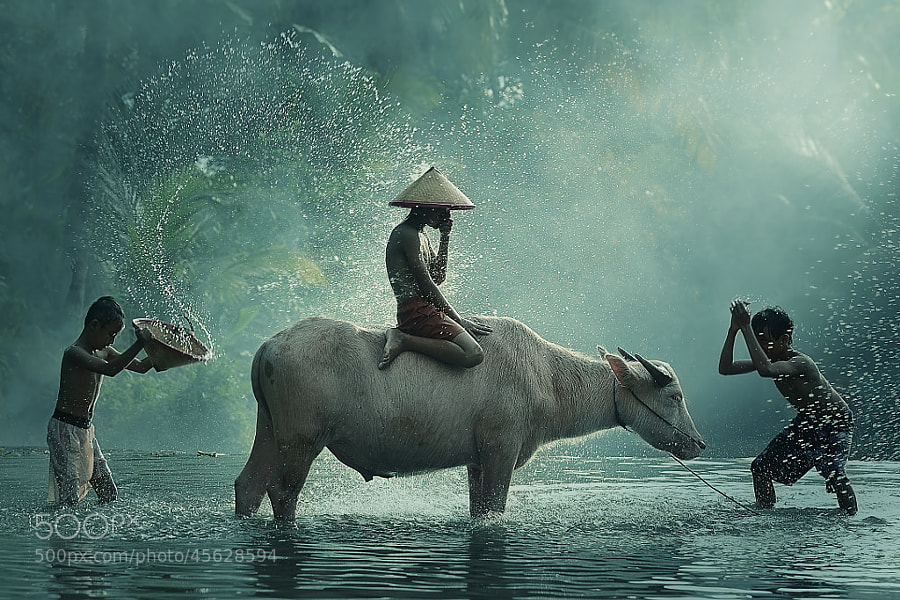Photograph Water Buffalo....cool version by Vichaya Pop on 500px
