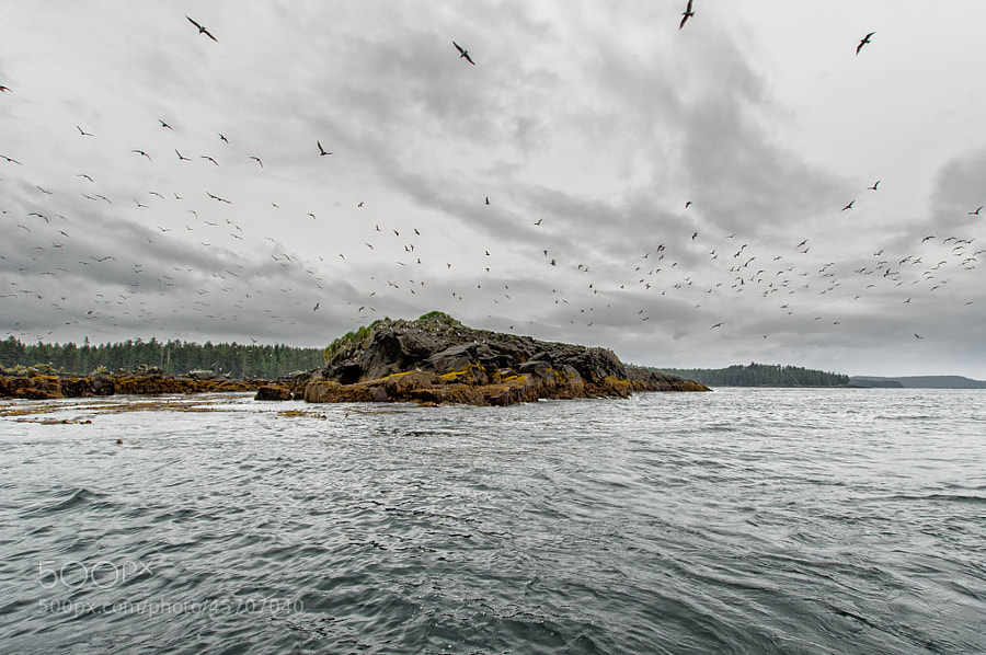 Photograph Bird Rock by Jason Drury on 500px